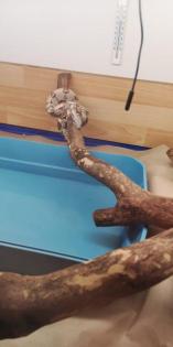Boas suchen ein neues zu Hause