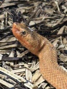 1. 0 Halysotter Gloydius halis caraganus