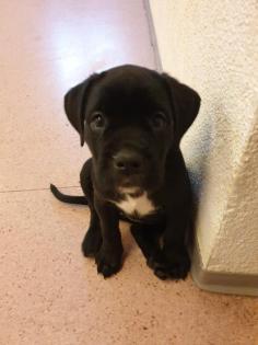 Zürich Süsse, reinrassige Cane Corso Welpen jetzt abzugeben