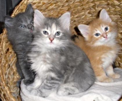 Norwegisches Waldkatzen Baby Dangerfjords Biene blue torbie