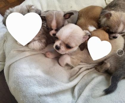 Süsse Chihuahua shitzu Mix Welpen