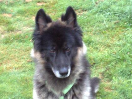 Schäferhund/husky mix abzugeben