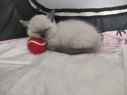Britisch Kurzhaar Kitten BKH Kitten