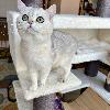 BKH Deckkater Sunshine Black Silver Shaded