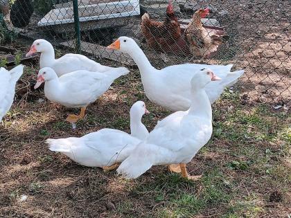 Bio Gänse und Enten