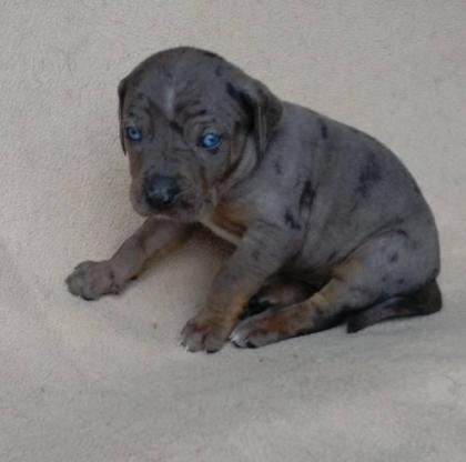 Zwinger Besavej Louisiana Catahoula vergibt Welpen aus Wurf D
