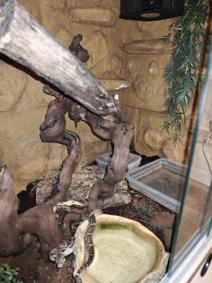 Mix Boa Constrictor Ecuador