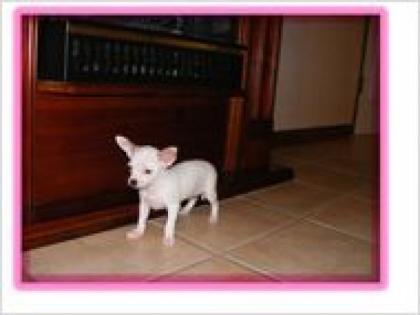 Chihuahua Hundchen zum Verkauf