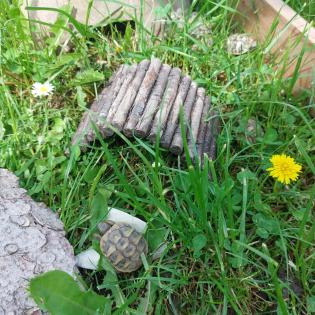 Griechische Landschildkröten/ Testudo hermanni, NZ 2022/2021