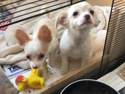 Zuckersüße Langhaar Chihuahua Mädchen
