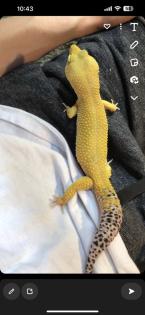 Leopardgeckos zur Abgabe