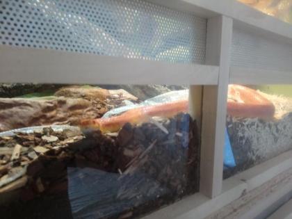 Zwei Kornnatteren inklusive Terrarium