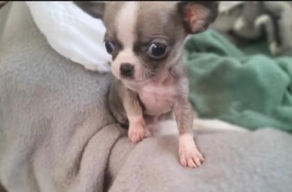 Süsse Chihuahua shitzu Mix Welpen