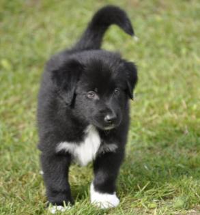 Australian Shepherd Welpen suchen ein liebevolles Zuhause