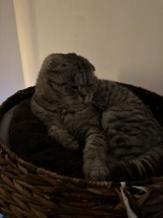 5 Jähriger kastriert Kater Nino Scottish Fold