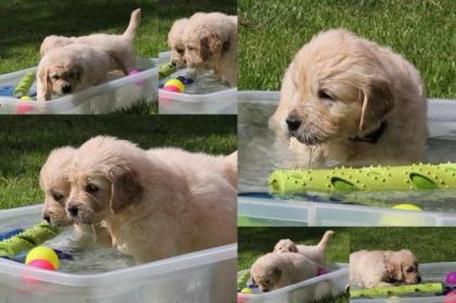 Golden Retriever Wurf Ankündigung März . Zur Abgabe Ende Mai