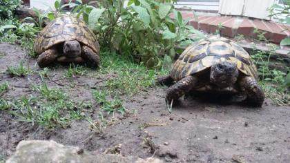 Für unsere 2 Griechen Konrad und Hans suchen wir ein artgerechtes neues Zuhause