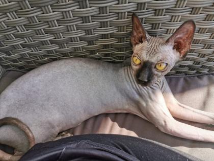 Canadian Sphynx Katzen und Kater