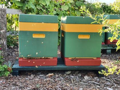 Bienenvolk, Bienenvölker, Buckfast, DNM 1, 5 mit und ohne Beute
