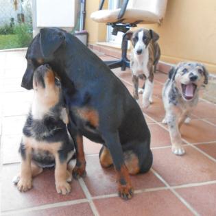 Gertrudis sucht ein ZUhause
