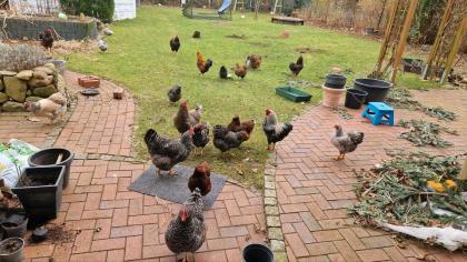 10 Bruteier Zwergwyandotten Zwerg Wyandotten Huhn Ei