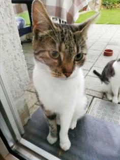 Katze sucht liebevolles Zuhause