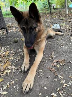 Trixie liebt kuscheln und Spaziergänge