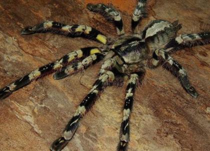 Hi verkaufe meine 3 Poecilotheria