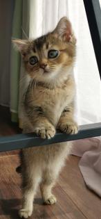BKH kitten