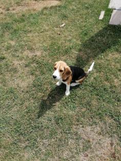 Beagle zu verkaufen mit Zubehör