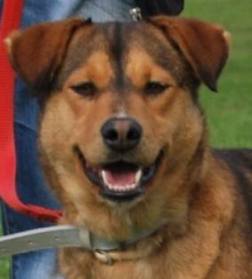 Dalila eine nette und menschenbezogene Hundedame