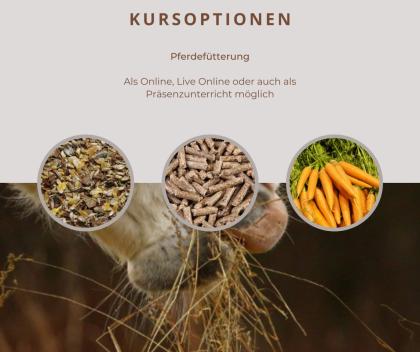 Kurse Rund ums Pferd - Weihnachtsaktion