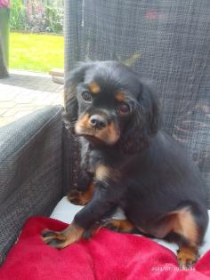 Cavalier King Charles Welpen black tan
