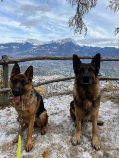 Wunderschöne und gesunde Schäferwelpen aus Südtirol