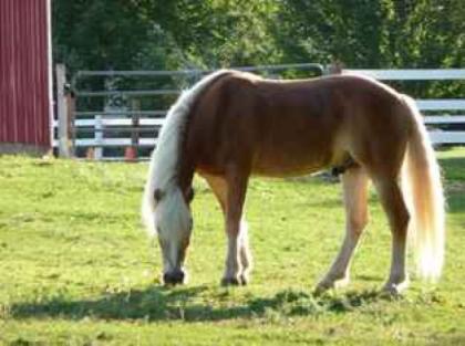 Schöne Haflinger Pferde zum Verkauf 6 Jahre alt .