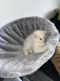 Zwei Perser Kitten suchen ein liebevolles Zuhause