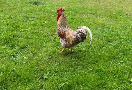 Bielefelder Kennhuhn Küken