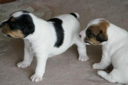 Hundewelpen