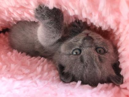 Zauberhafte BKH Kitten