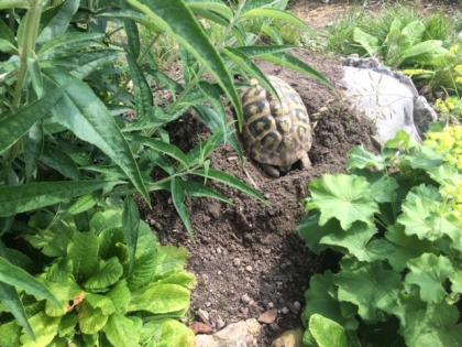 Griechische Landschildkröten 6 Stück - Schlupf Anfang Sept. 2021