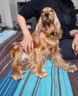 Welpe Cocker Spaniel