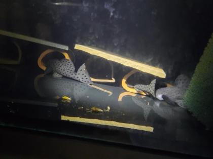 L-Welse, L264, Leporacanthicus joselimai