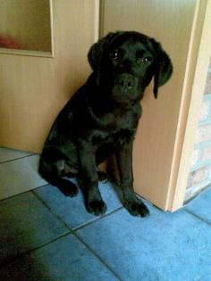 Schwarzer Labrador Welpe Rüde 16 Wochen alt