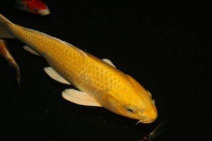 KOI YAMABUKI 50cm