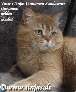 BKH-Britisch Kurzhaar Katzenbaby cinnamon golden shaded point mit blauen Augen