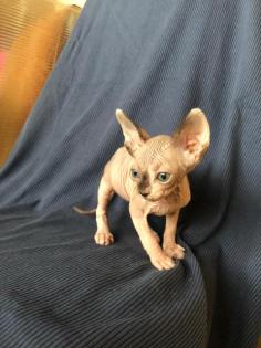 Sphynx Kätzchen