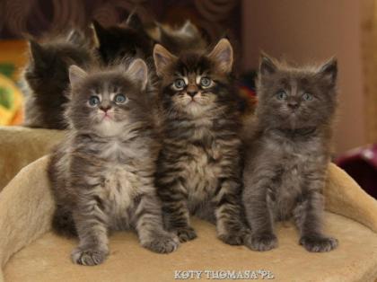 Klassic Blue Maine Coon Kitten-super