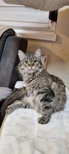 Main Coon Deckkater gesucht