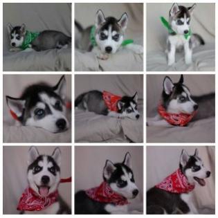 WUNDERSCHÖNE reinrassige Siberian Husky welpen