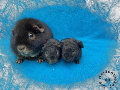US Teddy Nachwuchs und Kastrate